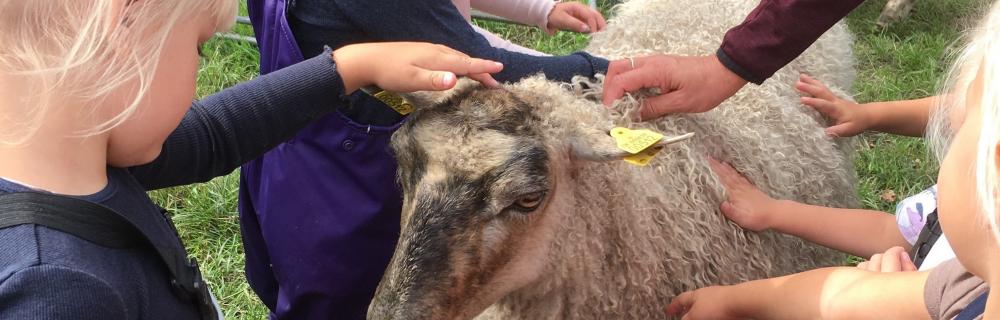 Børn mærker på fårets uld