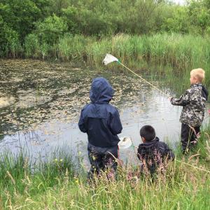 Børn fanger smådyr i en sø